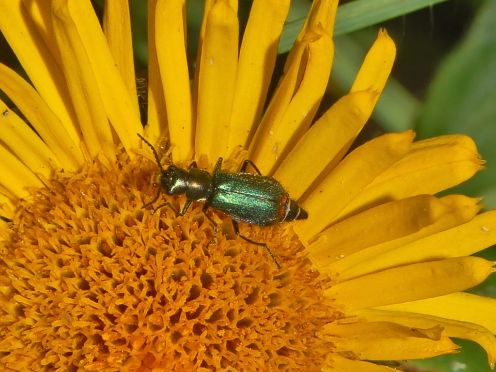 Un minuscolo coleottero rosso e verde: Cordylepherus viridis